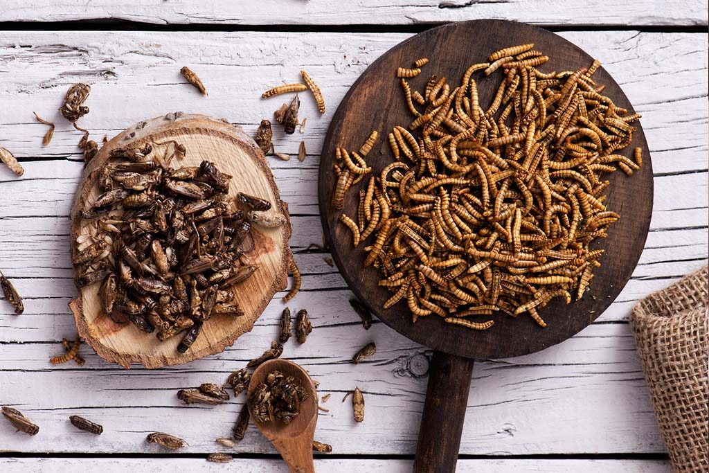 Insectes